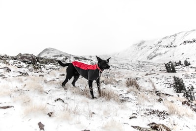 黑狗站在白色的雪

